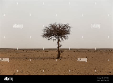 Landscape from Morocco, a lonely plant in the desert Stock Photo - Alamy