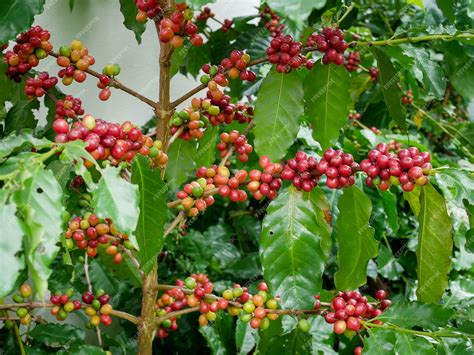 Premium Photo | Coffee plantation before harvesting