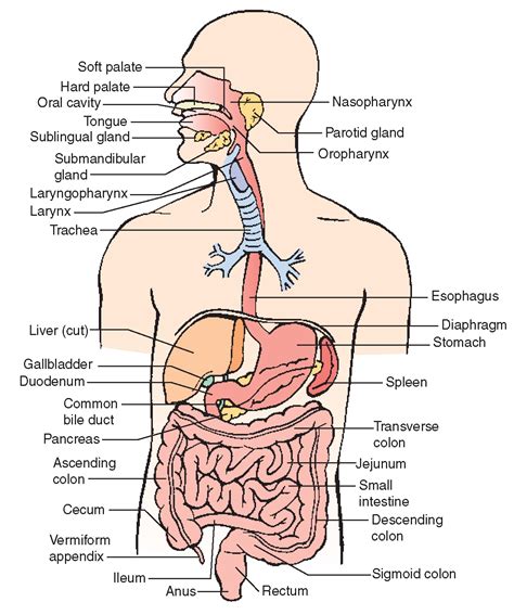 the human digestive system mouth | Human digestive system, Human body ...