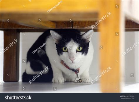 Cat Under Table Stock Photo 1683527578 | Shutterstock