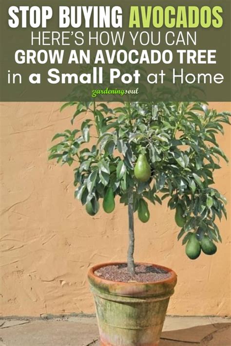 Stop Buying Avocados. Here’s How You Can Grow an Avocado Tree in a ...