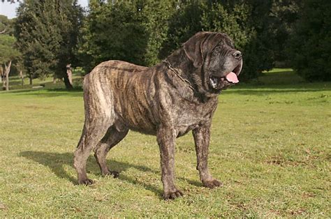 English Mastiff Growth Chart - How Big Do They Get?