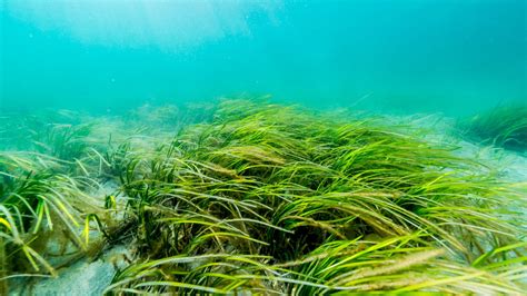 New maps revealing the extent of seagrass and saltmarsh habitats go ...