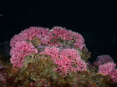 Deep-Sea Corals » Marine Conservation Institute