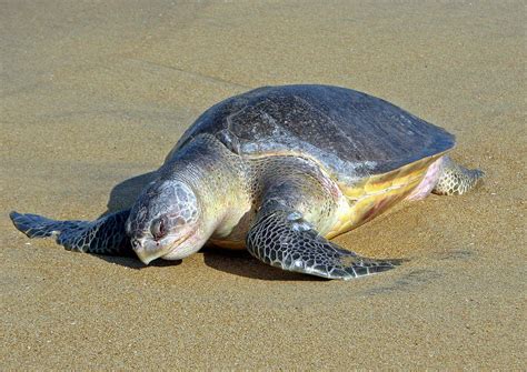 Olive ridley sea turtle, Sea Species, Sea life, Sea habitat, Sea Animals