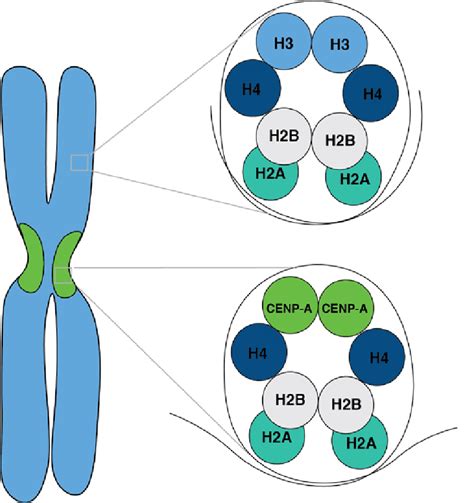 1 The centromere and CENP-A nucleosomes. The centromere composed of ...