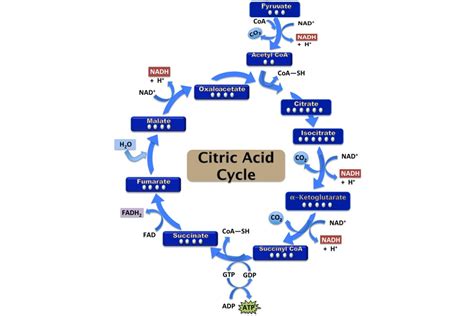 Citric Acid Cycle Steps: ATP Production