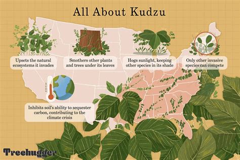 Kudzu: Invasive Plant That Took Over the Southern United States