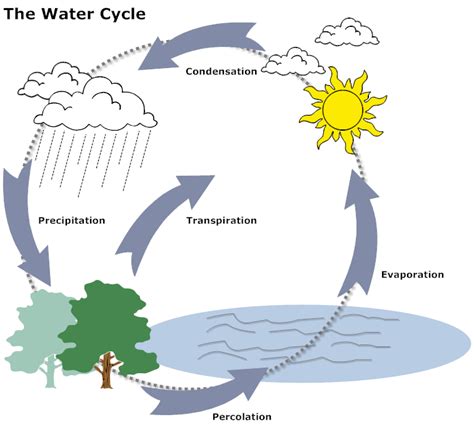 Water Cycle Diagram | Easy drawings, Cycle drawing, Water cycle diagram