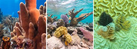 Coral Reefs - Oceans, Coasts & Seashores (U.S. National Park Service)