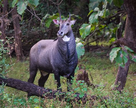 GIR NATIONAL PARK: HOW TO PLAN A PERFECT JUNGLE RETREAT - The Floating ...