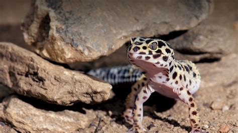 What Can Live With A Leopard Gecko