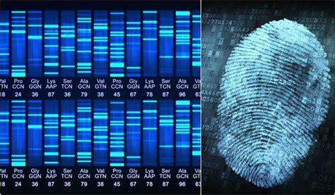 DNA fingerprint: the silent witness of a crime | FOS Media Students' Blog