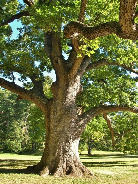 Roble Blanco - Una Majestuosa Especie Nativa / Maestros Jardineros de ...