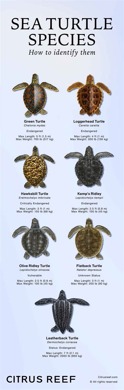 Sea Turtle Species: How to Identify Them | Citrus Reef