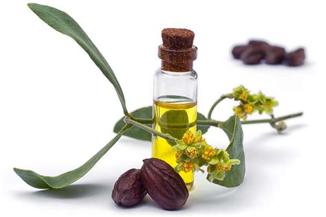 jojoba oil | Jojoba oil uses, Jojoba oil benefits, What is jojoba oil