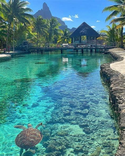 Sea turtles 🐢 enjoying the tropical waters of Bora Bora, French ...