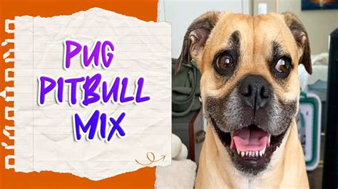 Pug Pitbull Mix: A Guide To Loving Your Pet