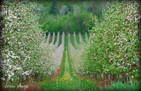 Annapolis Valley Apple Orchard | the acadian forest, cape breton, nova ...