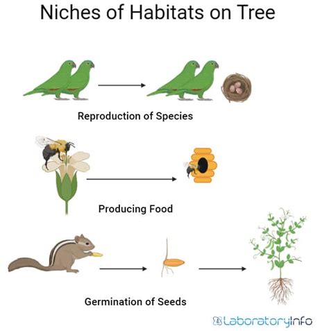 Niche Vs Habitat : Definition, Examples, Differences and Diagrams ...