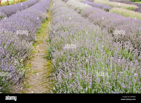 Rows of lavender (lavandula) flowers in field on farm Stock Photo - Alamy