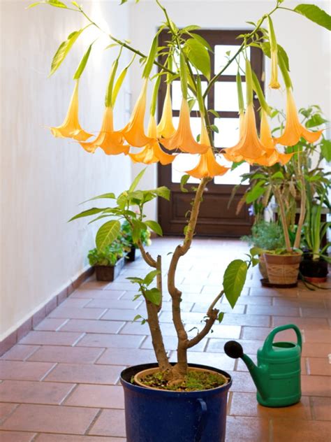 Wintering Brugmansia In Your Home: Brugmansia Winter Care