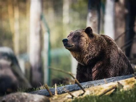 How Strong Are Grizzly Bears? [Strength Facts & Info]