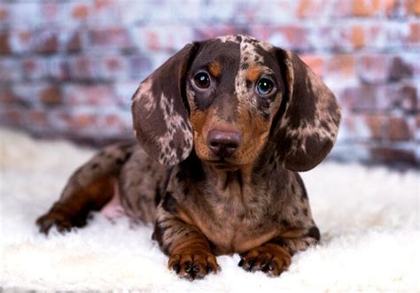 How Much Do Dapple Dachshund Puppies Cost