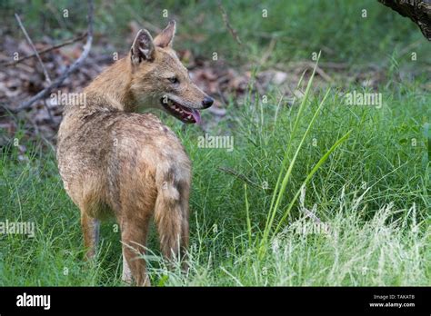 Indian Jackal (Canis aureus indicus) in habitat. Keoladeo National Park ...