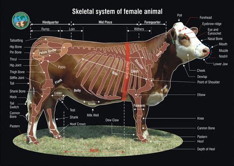 Image result for bovine muscle anatomy | рисунок | Ветеринария ...