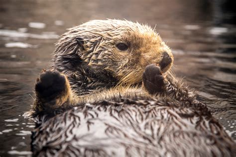 Animals A to Z | Monterey Bay Aquarium