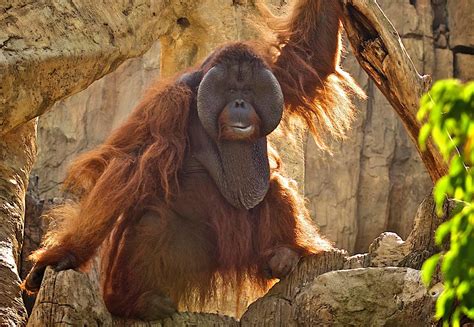 Bioparc Fuengirola - Web oficial de turismo de Andalucía