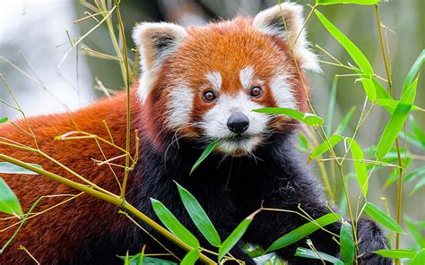 Red Panda, cute, animal, panda, red, HD wallpaper | Peakpx