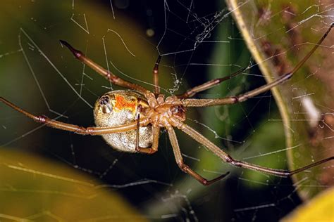 Invasive brown widow spiders thrive in city landscapes - Earth.com