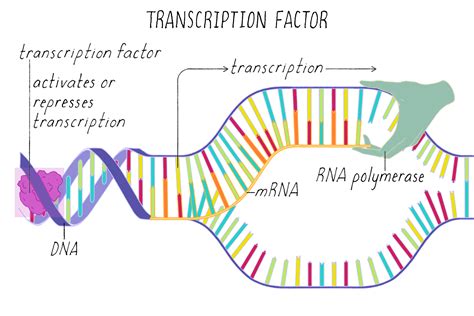 Transcription Factors