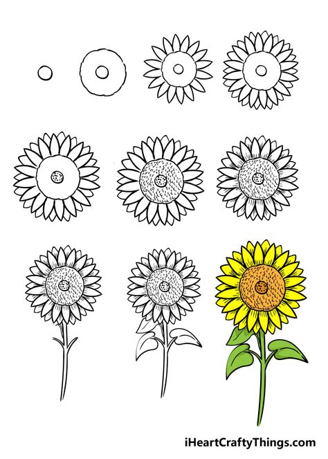 How To Draw A Simple Sunflower