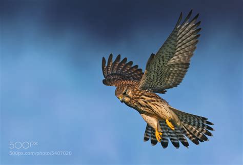 Kestrel Hovering by Nigel Pye / 500px