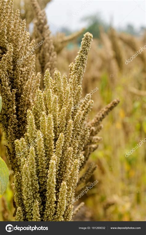 Plant Quinoa Peruvian Andes Stock Photo by ©fotoves2 181269032