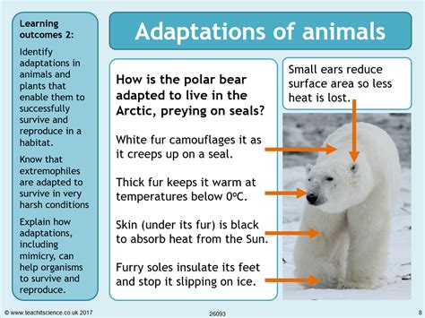 Polar Bear Adaptations