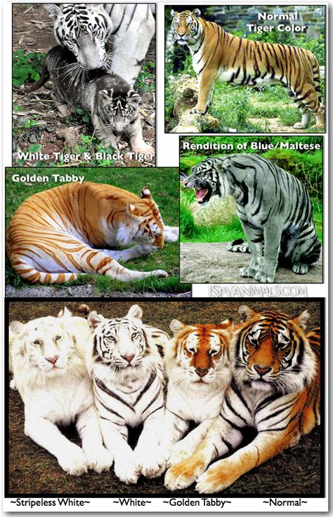 I Spy Animals: Golden Tabby Tigers | Baby animals, Cute animals, Animals