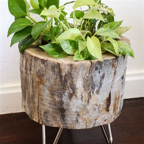 Modern Tree Stump Planter - Stacy Risenmay