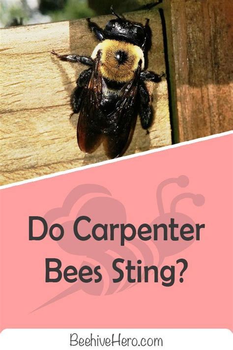 Do carpenter bees sting? Click the pin and you'll learn all you need to ...