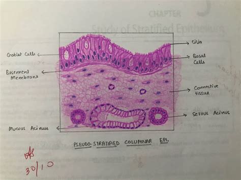 Pseudostratified Columnar Epithelium Diagram