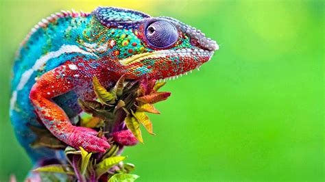 Chameleon Changing Color - Best Of Chameleons Changing Colors ...