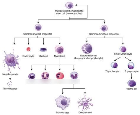 Hemocytoblast Differentiation Diagram | Quizlet