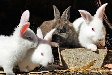 Breeding Rabbits: Your Get Started Guide! TIPS & FAQs - Northern Nester