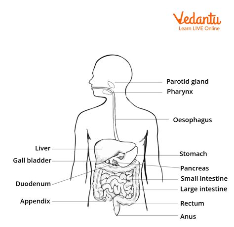 Gastrointestinal Tract - Structure, Functions, Flow Chart And Diagram