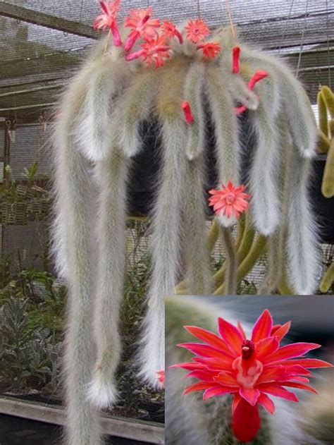 Hildewintera Colademononis Stunning Monkey Tail Cactus Red | Etsy ...