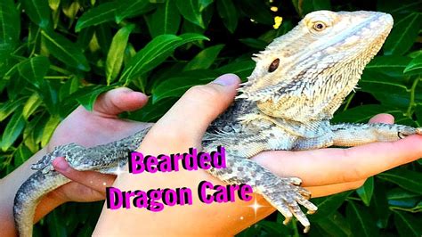 How to care for a bearded dragon - YouTube