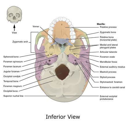 Base of the skull | Radiology Reference Article | Radiopaedia.org